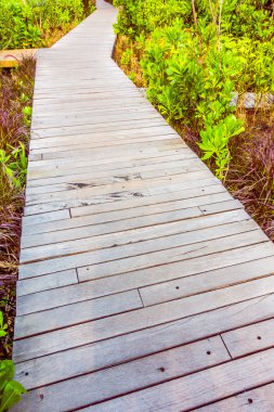 Yürüyüş için ahşap yolu