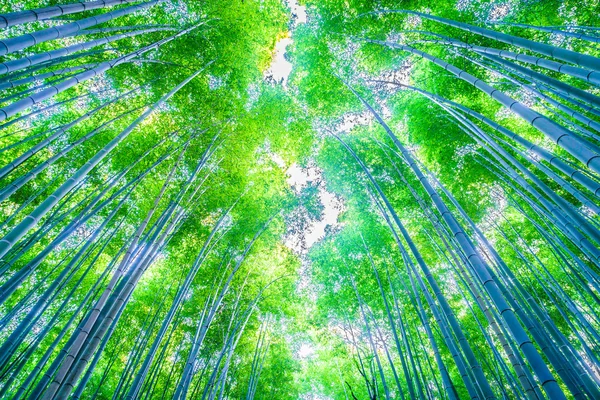 Красивый бамбуковый лес — стоковое фото