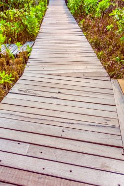 Yürüyüş için ahşap yolu