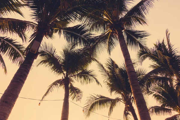 Siluetas de palmeras en la playa y el mar — Foto de Stock