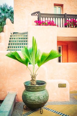 Vazo bitki dekorasyon