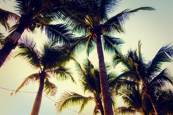 Silhuetter av palmer med solnedgång — Stockfoto