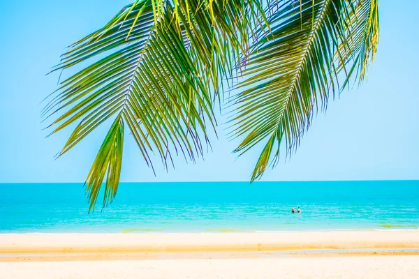 Красива пальма на пляжі — стокове фото