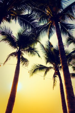 Gün batımı ile palmiye ağaçlarının Silhouettes