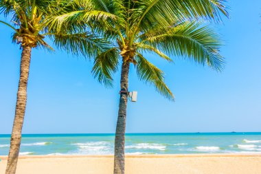 Sahildeki palmiye ağacı