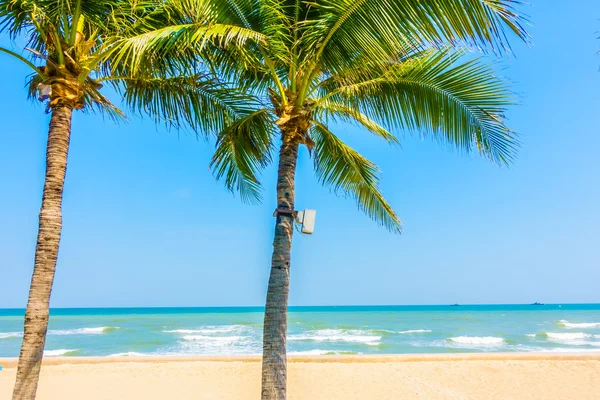 Sahildeki palmiye ağacı