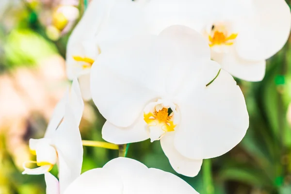 Bellissimo fiore di orchidea — Foto Stock