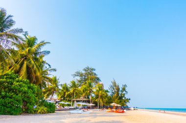 Sahilde güzel palmiye ağacı