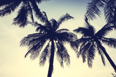 siluet palmiye ağacı