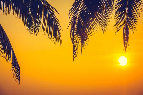 Silhouettes de palmiers sur piscine — Photo