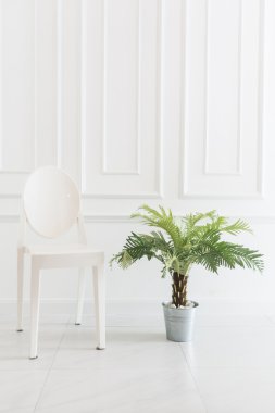 Vazo bitki ile boş sandalye