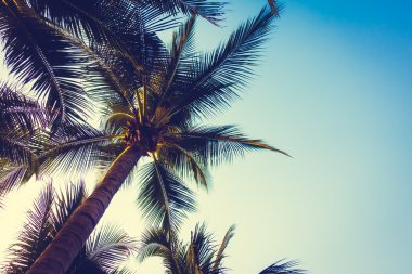 Gün batımı ile palmiye ağaçlarının Silhouettes