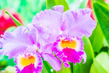 güzel orkide çiçek