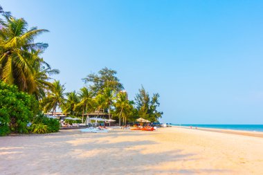 Sahilde güzel palmiye ağacı