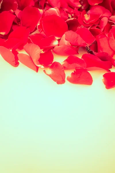 Ročník růže květ — Stock fotografie