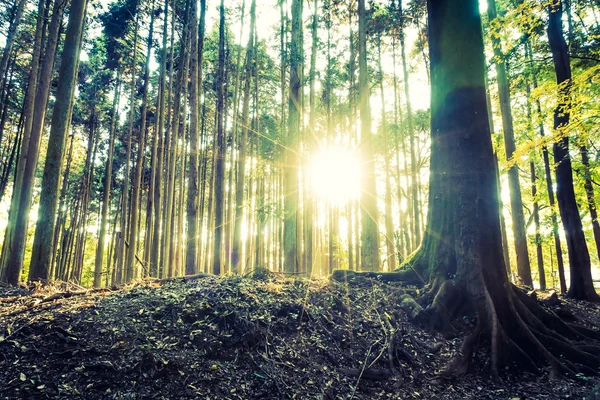 Jungle skog med träd — Stockfoto