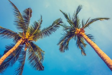 güzel hurma ağacı