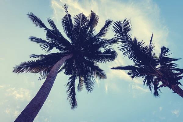 Silhouettes of palm trees — Stock Photo, Image