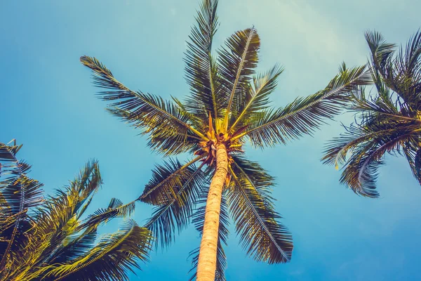 Mooie palmboom — Stockfoto