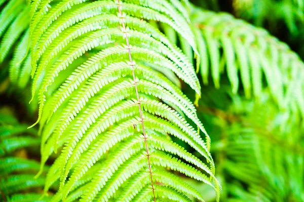 Green Fern leaf — Stock Photo, Image