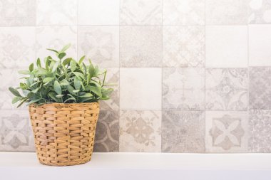 Vazo ve yeşil bitki