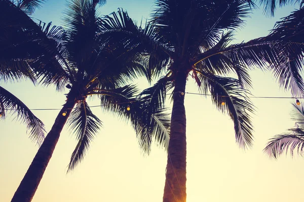 Silhuetas de palmeiras com pôr-do-sol — Fotografia de Stock