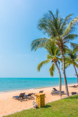 Güzel plaj ve palmiye ağaçları ile