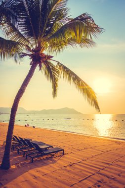 Güzel bir plaj ve deniz ile palmiye ağacı