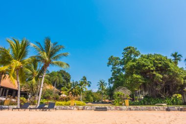 Güzel plaj ve palmiye ağaçları ile
