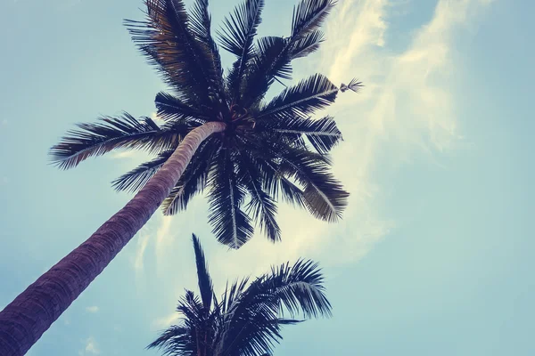 Silhuetas de palmeiras — Fotografia de Stock