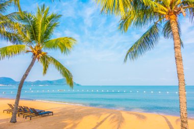 Güzel plaj ve palmiye ağaçları ile