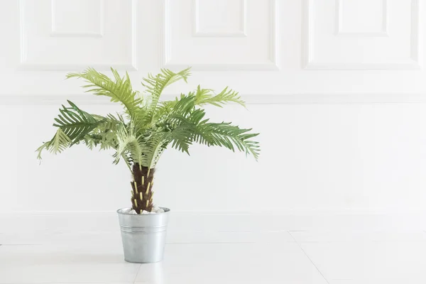 Vase plant decoration in room