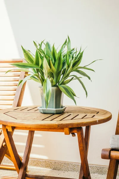 Vase plante sur la table — Photo