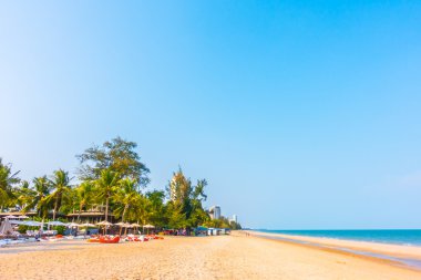 Sahilde güzel palmiye ağacı