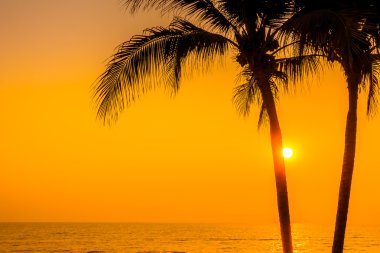 siluet palmiye ağacı