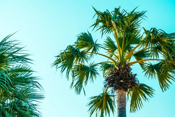 Beautiful palm trees with sky — Stock Photo, Image