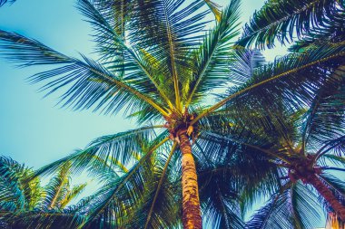 Güzel palmiye ağacı üzerinde mavi gökyüzü