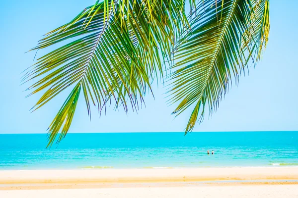 Hermosa palmera en la playa —  Fotos de Stock