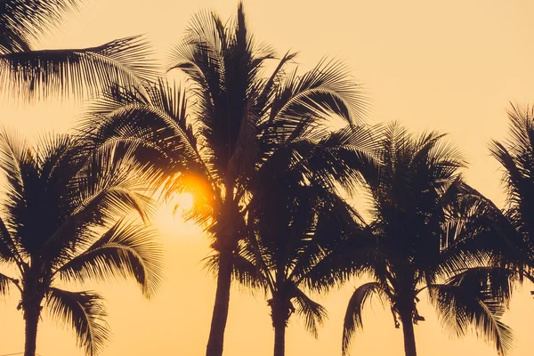 Silhouettes de palmiers avec coucher de soleil — Photo