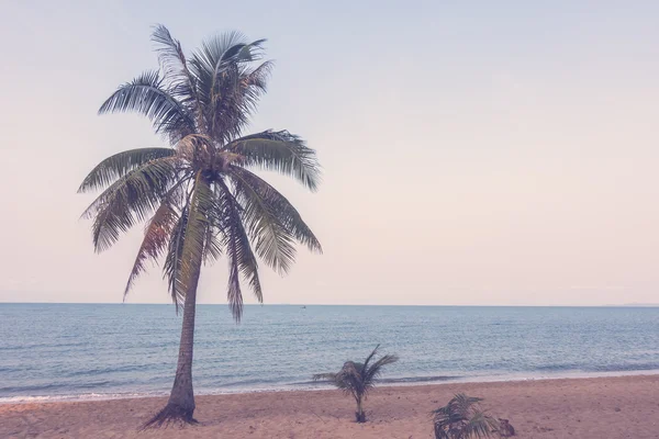 Coconut trees on beach — Stock Photo, Image