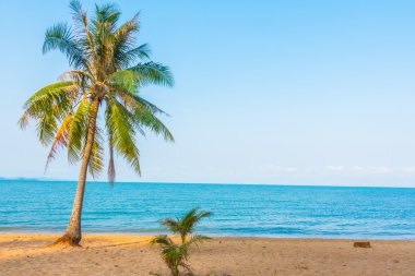 Kumsalda hindistan cevizi ağaçları