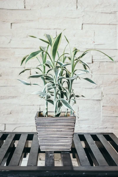 Vaso planta árvore — Fotografia de Stock