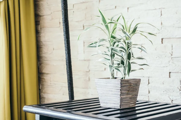 Vase plant tree — Stock Photo, Image