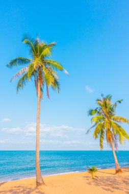 Kumsalda hindistan cevizi ağaçları