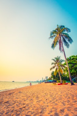 Sahildeki palmiye ağaçları