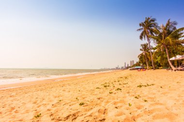 Sahildeki palmiye ağaçları