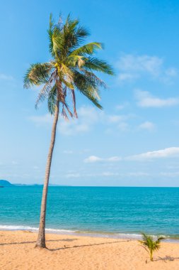 Kumsalda hindistan cevizi ağaçları