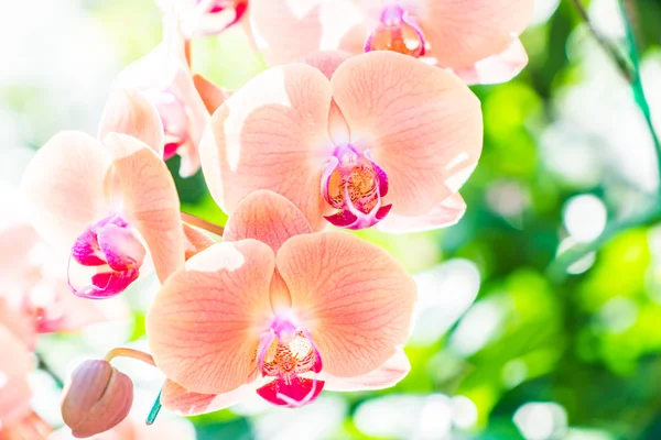 Krásná orchidej květina — Stock fotografie