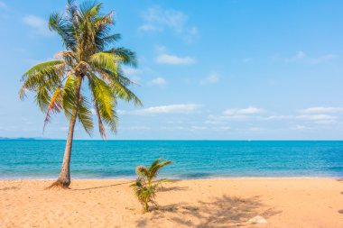 Kumsalda hindistan cevizi ağaçları