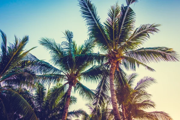 Прекрасна пальма на блакитному небі — стокове фото